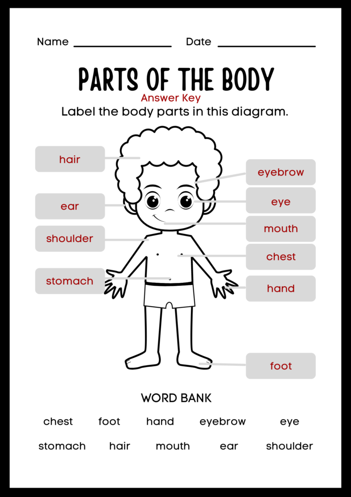 Body Parts Worksheet answer key